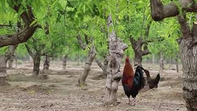 枣树林中养殖家禽实拍素材视频的预览图